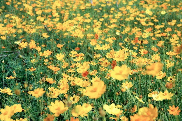 Cosmos avec le coloré.