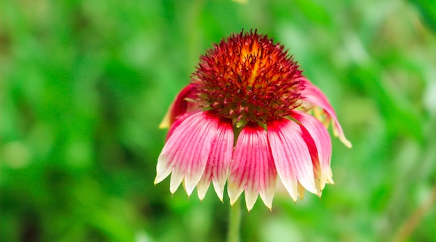 cosmos dans le jardin