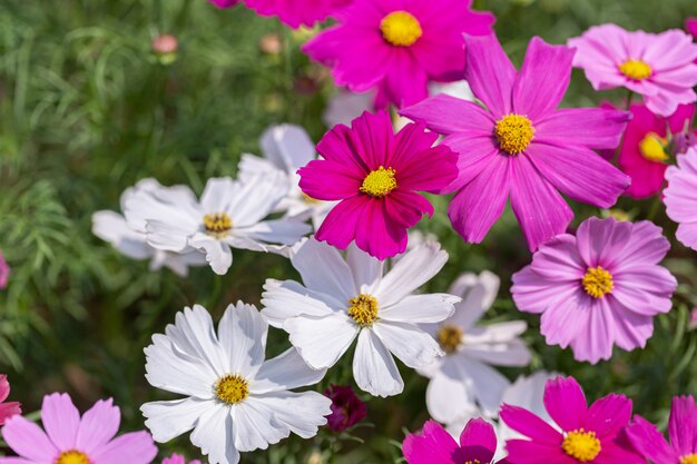 Cosmos ou fleur d'aster mexicain dans le jardin