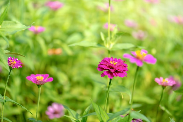 Cosmos fleur rose (Cosmos Bipinnatus) avec un arrière-plan flou