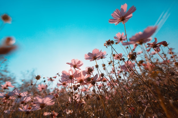 Cosmos fleurs belles dans le jardin