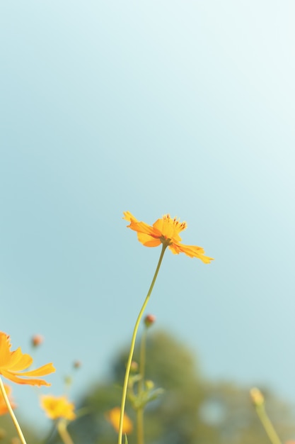 Cosmos fleurs contre le ciel avec filtre de couleur.