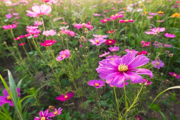 Cosmos fleurs coucher de soleil en soirée