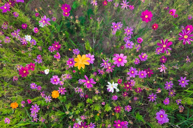 Cosmos fleurs coucher de soleil en soirée