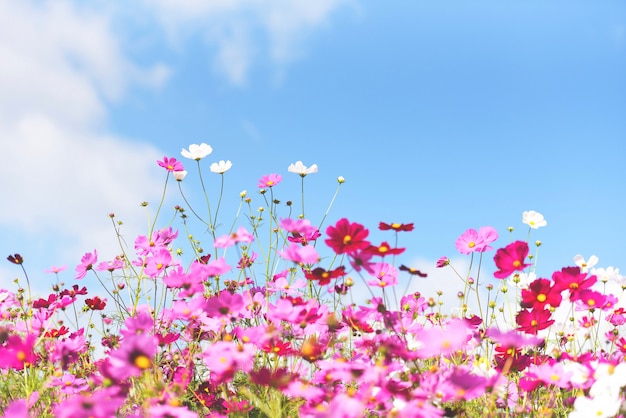 Cosmos de fleurs roses colorées dans le jardin sur fond de ciel bleu frais - belle fleur de cosmos dans la nature