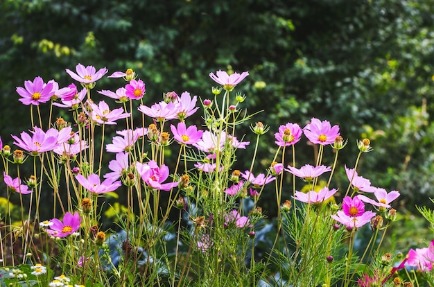 Cosmos de fleurs roses sur fond flou. Fleurs d'été_