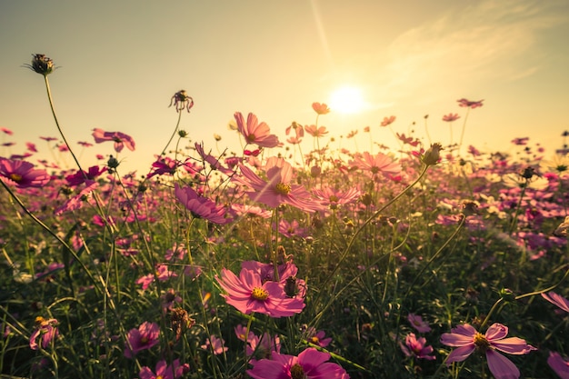 Cosmos flower and sunset avec effet vintage tonifié.