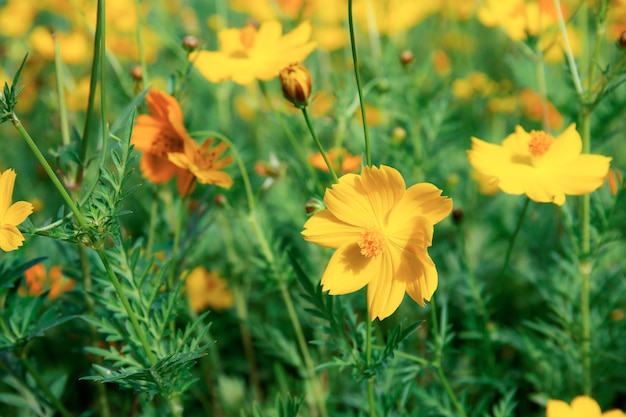 Cosmos jaune dans le jardin