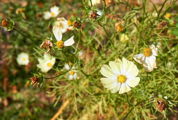 Cosmos jaune