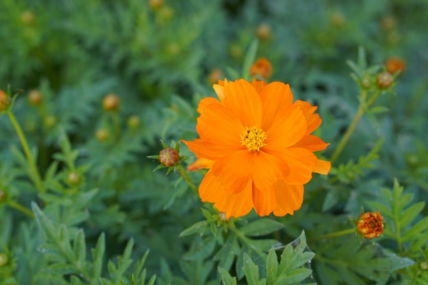 cosmos orange