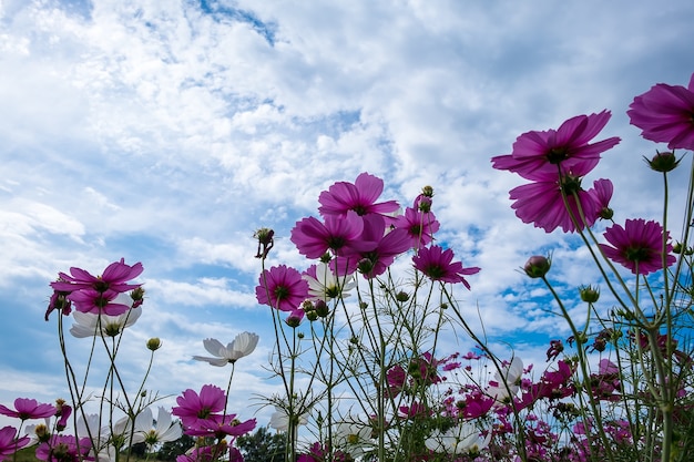 cosmos rose et blanc et ciel bleu