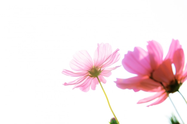 Cosmos rose sur fond blanc.