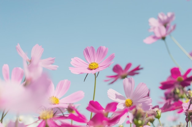 Cosmos rose avec la lumière du soleil dans le jardin