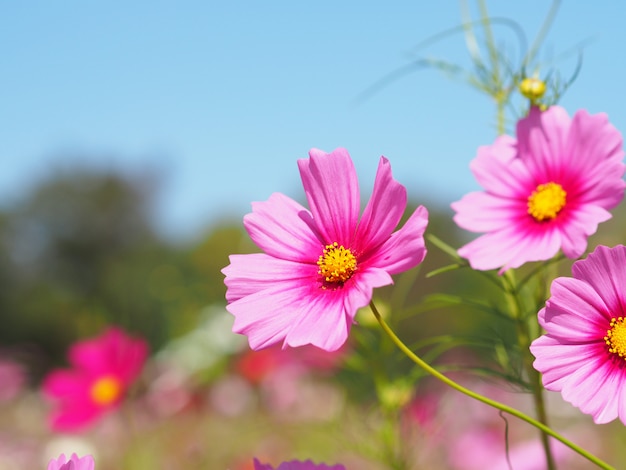 Cosmos rose qui fleurit sur un ciel bleu clair