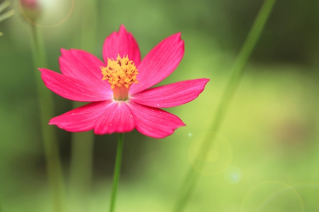 Cosmos rose-violet dans un beau jardin