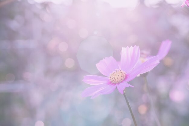 Cosmos rose