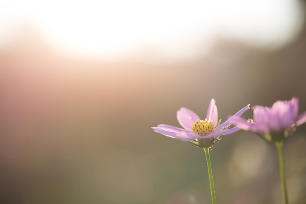 Cosmos rose