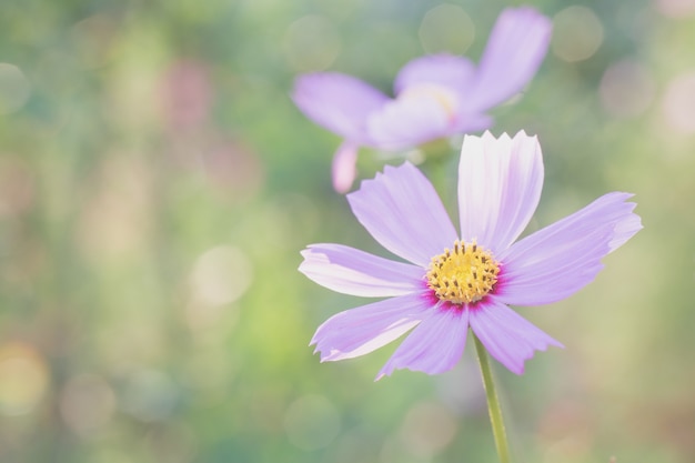 Cosmos rose