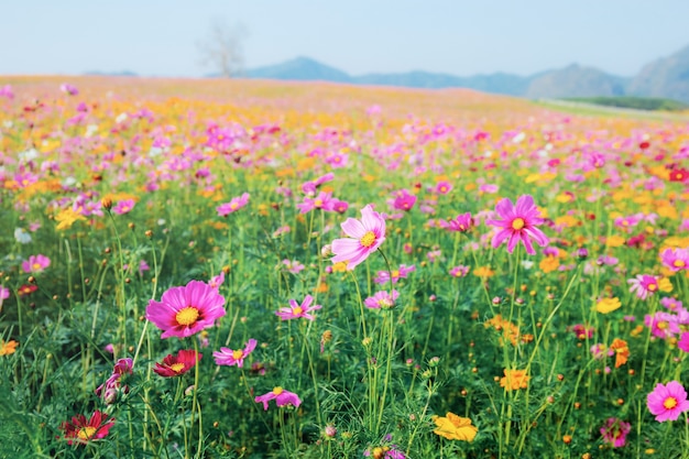 Cosmos sur le terrain.