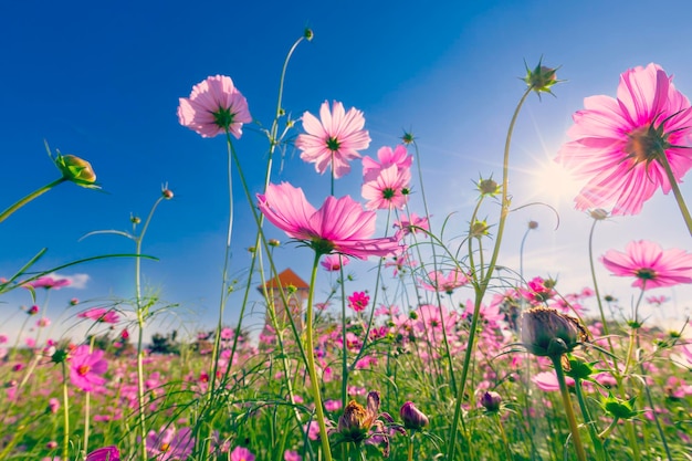 Cosmos vue naturelle déposée et coucher de soleil sur fond de jardin