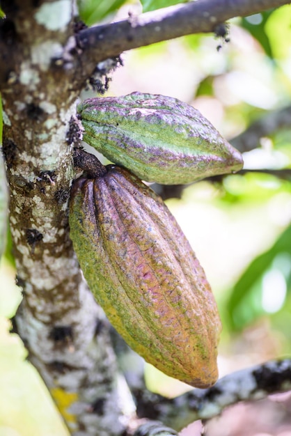 Cosse de cacao mûre accrochée à l'arbre dans la plantation de cacao