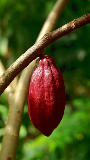 Cosse de cacao rouge sur l'arbre dans le domaine Le cacao Theobroma cacao L est un arbre cultivé dans les plantations