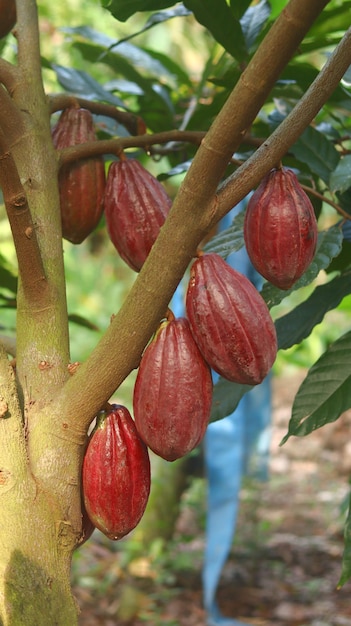 Cosse de cacao rouge sur l'arbre dans le domaine Le cacao Theobroma cacao L est un arbre cultivé dans les plantations