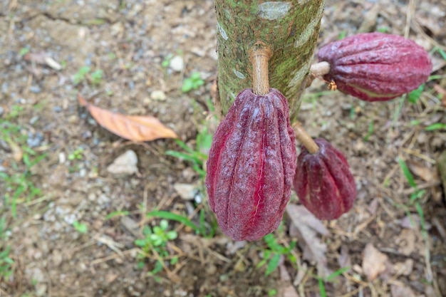 Cosses de cacao rouges qui poussent sur les cacaoyers.