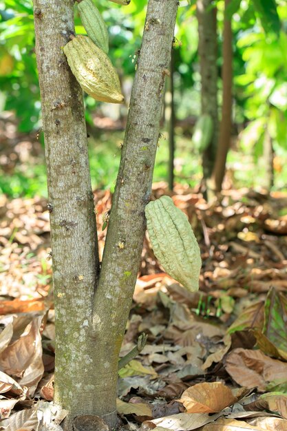 Cosses de fruits de cacao biologique sur l'arbre