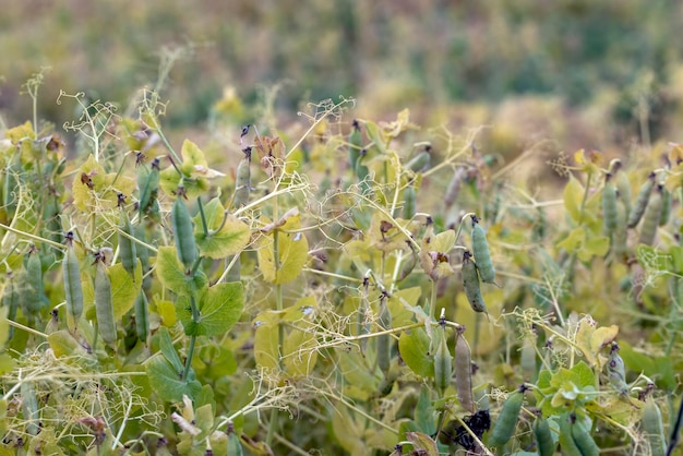 Cosses de pois jaunissantes sur le terrain