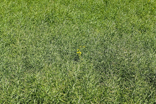 Cosses vertes de colza sur un domaine agricole