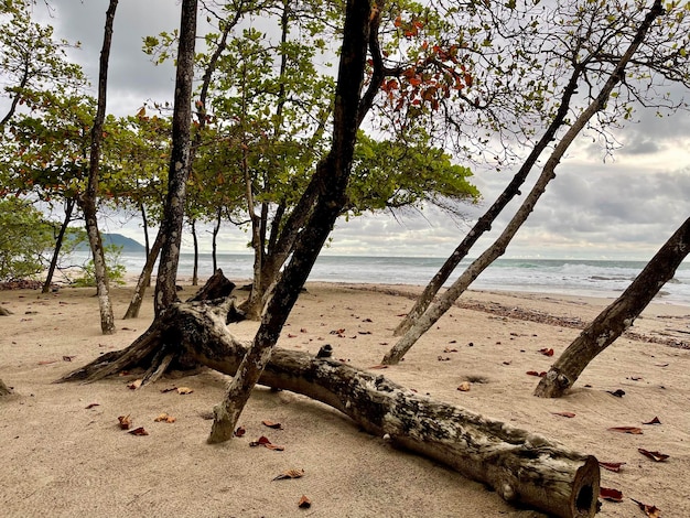 Costa Rica Plage