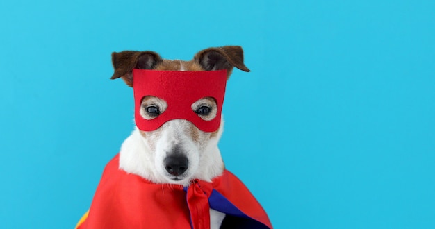 Costume de chien jack russell super héros