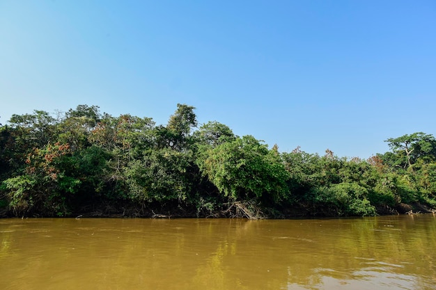 Écosystème forestier du Pantanal Mato Grosso Brésil