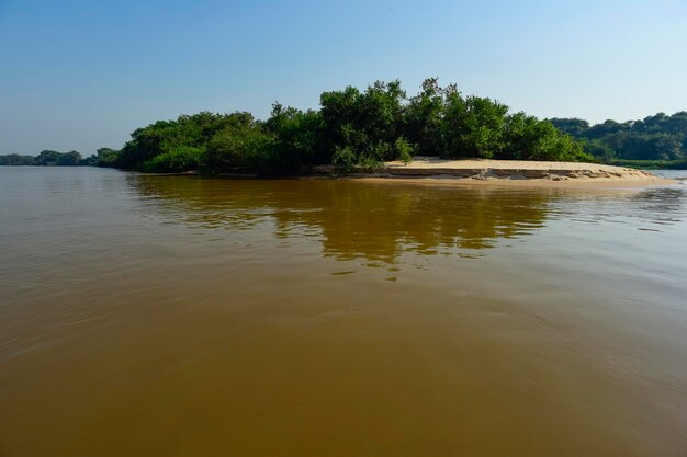 Écosystème forestier du Pantanal Mato Grosso Brésil