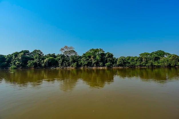 Écosystème forestier du Pantanal Mato Grosso Brésil