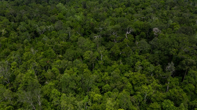 Écosystème de vue aérienne vue de dessus et environnement sain et arrière-plan, arbre de forêt de jungle de climat tropical de vue aérienne.