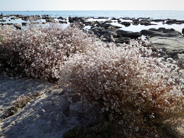 Côte d'automne de la mer Caspienne une plante couverte de duvet sur le littoral rocheux Kazakhstan Mangistau région 25 octobre 2019 année