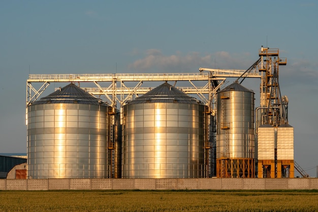À côté d'un champ agricole de blé, des silos d'argent ont été installés sur une usine de fabrication agricole pour le traitement, le séchage, le nettoyage et le stockage de produits agricoles, de farine, de céréales et de grains. Élévateur à grenier