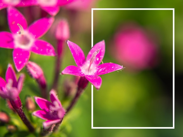 Le côté est rectangle cadre blanc et rose étoile égyptienne fleur de fleur d'étoile