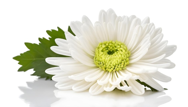 Côté de fleur de chrysanthème blanc isolé sur blanc