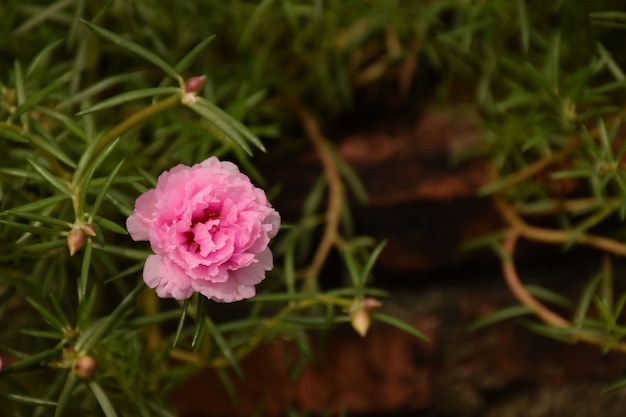 Côté gauche Rose bébé rose et arrière-plan flou