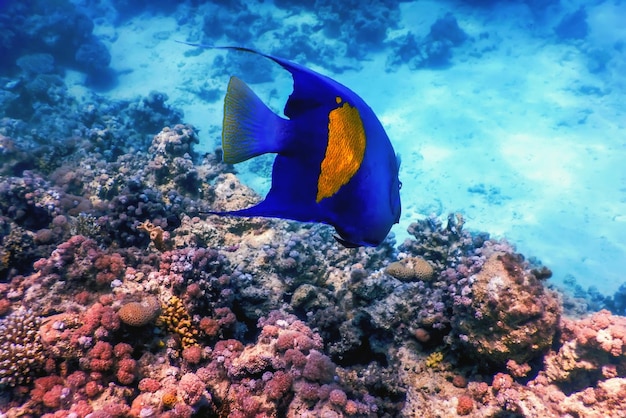 Côté jaune demoiselle (amblyglyphidodon flavilatus) fond sous-marin, vie marine