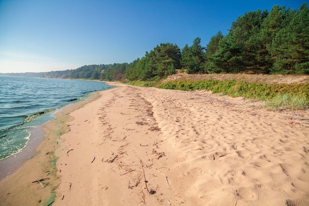 Côte de la mer Baltique Forêt de pins sur la plage en été