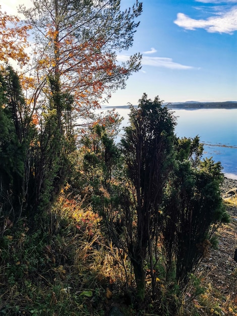 La côte de la mer Blanche avec des arbres au premier plan et des pierres dans l'eau lors d'une journée ensoleillée Carélie