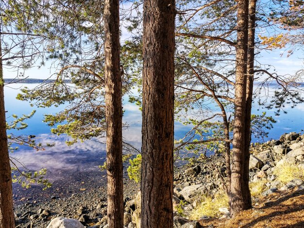 La côte de la mer Blanche avec des arbres au premier plan et des pierres dans l'eau lors d'une journée ensoleillée Carélie