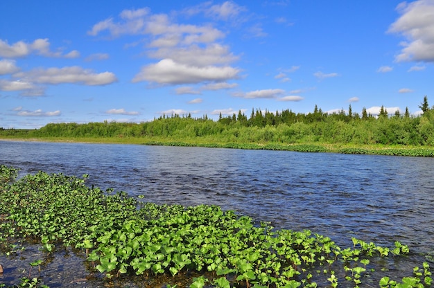 Côte Nord du fleuve en été