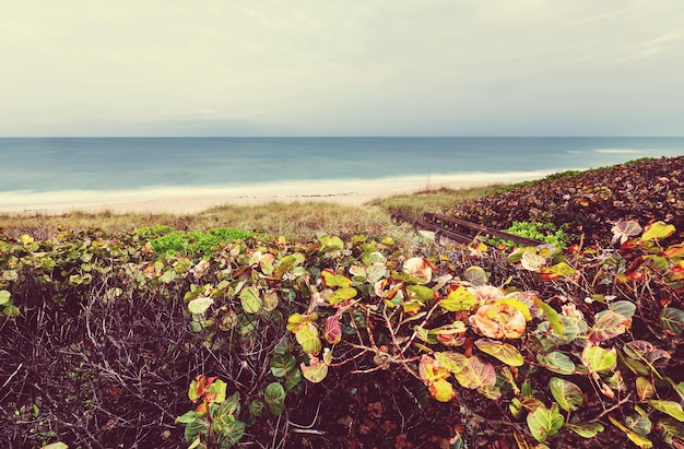 Côte océanique rigoureuse du Pacifique Nord, Nord-Ouest Pacifique, filtre Instagram.