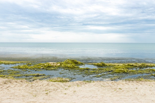 Côte pleine d'algues vertes marines. concept d'écologie et de catastrophes naturelles