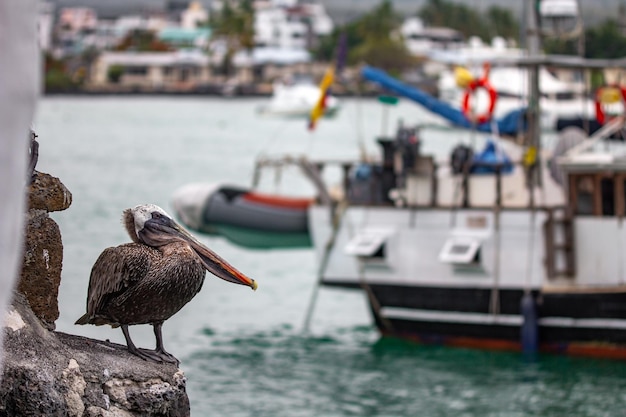 Côte à Puerto Ayora sur l'île de Santa Cruz des îles Galápagos Équateur Amérique du Sud